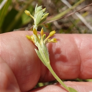 Pimelea curviflora var. sericea at Gundary, NSW - 6 Nov 2024 11:23 AM