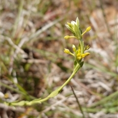 Pimelea curviflora var. sericea at Gundary, NSW - 6 Nov 2024 11:23 AM