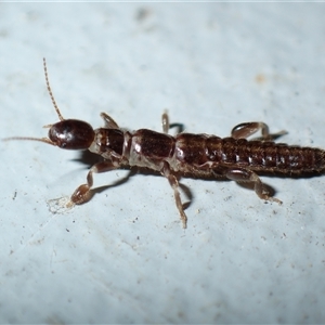 Embioptera (order) (Unidentified webspinner) at Chisholm, ACT by RomanSoroka