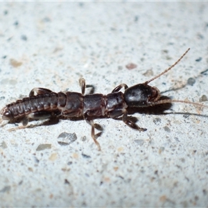 Embioptera (order) (Unidentified webspinner) at Chisholm, ACT by RomanSoroka