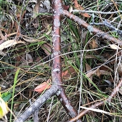 Banksia oblongifolia at Kungala, NSW - 15 Jan 2025 by donnanchris