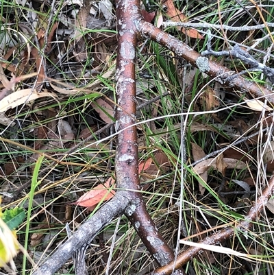 Banksia oblongifolia at Kungala, NSW - 15 Jan 2025 by donnanchris