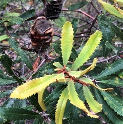 Unverified at suppressed - suppressed