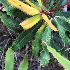 Unverified at suppressed - suppressed