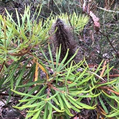 Banksia spinulosa at Sherwood, NSW - 15 Jan 2025 by donnanchris