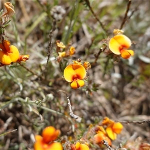 Pultenaea subspicata (Low Bush-pea) at Gundary, NSW by RobG1