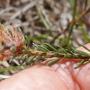 Pultenaea subspicata at Gundary, NSW - 6 Nov 2024 11:25 AM