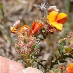 Pultenaea subspicata at Gundary, NSW - 6 Nov 2024 11:25 AM