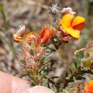 Pultenaea subspicata at Gundary, NSW - 6 Nov 2024 11:25 AM