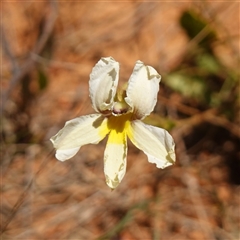 Goodenia paradoxa (Spur Goodenia) at Gundary, NSW - 6 Nov 2024 by RobG1