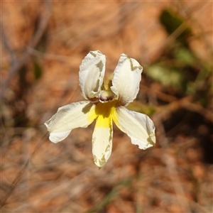 Goodenia paradoxa (Spur Goodenia) at Gundary, NSW by RobG1