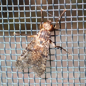 Cardiacera sp. (genus) at Chisholm, ACT - 14 Jan 2025