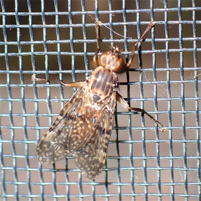 Cardiacera sp. (genus) (Scarab Fly) at Chisholm, ACT - 14 Jan 2025 by RomanSoroka