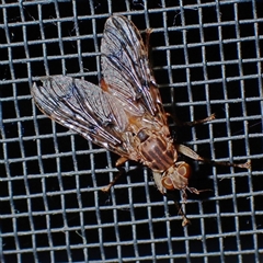 Cardiacera sp. (genus) at Chisholm, ACT - 14 Jan 2025 08:07 PM