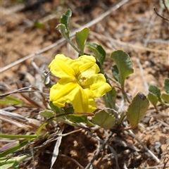 Goodenia hederacea subsp. hederacea (Ivy Goodenia, Forest Goodenia) at Gundary, NSW - 6 Nov 2024 by RobG1