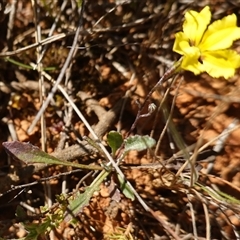 Goodenia hederacea subsp. hederacea at Gundary, NSW - 6 Nov 2024 11:37 AM