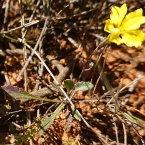 Goodenia hederacea subsp. hederacea at Gundary, NSW - 6 Nov 2024 11:37 AM