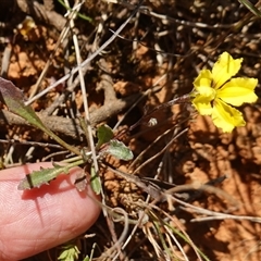 Goodenia hederacea subsp. hederacea at Gundary, NSW - 6 Nov 2024 11:37 AM