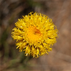 Rutidosis leptorhynchoides (Button Wrinklewort) at Gundary, NSW - 6 Nov 2024 by RobG1