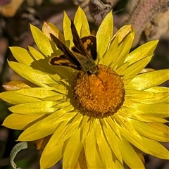 Ocybadistes walkeri at Acton, ACT - 15 Jan 2025