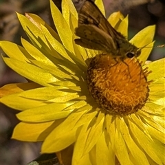 Ocybadistes walkeri at Acton, ACT - 15 Jan 2025