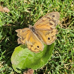 Heteronympha merope (Common Brown Butterfly) at Braidwood, NSW - 14 Jan 2025 by MatthewFrawley