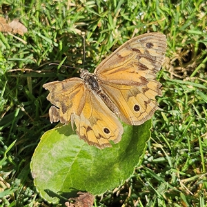 Heteronympha merope at Braidwood, NSW - 15 Jan 2025 09:09 AM