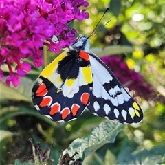 Delias aganippe (Spotted Jezebel) at Braidwood, NSW - 14 Jan 2025 by MatthewFrawley