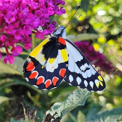 Delias aganippe (Spotted Jezebel) at Braidwood, NSW - 14 Jan 2025 by MatthewFrawley