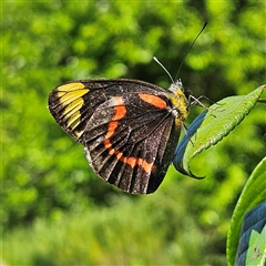 Delias nigrina (Black Jezebel) at Braidwood, NSW - 15 Jan 2025 by MatthewFrawley