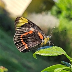 Delias nigrina at Braidwood, NSW - 15 Jan 2025 09:08 AM