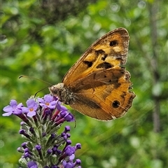 Heteronympha merope (Common Brown Butterfly) at Braidwood, NSW - 15 Jan 2025 by MatthewFrawley