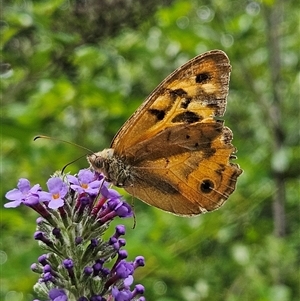 Heteronympha merope at Braidwood, NSW - 15 Jan 2025 04:57 PM