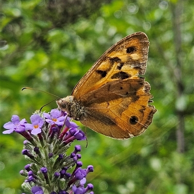 Heteronympha merope (Common Brown Butterfly) at Braidwood, NSW - 15 Jan 2025 by MatthewFrawley