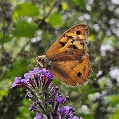 Heteronympha merope at Braidwood, NSW - 15 Jan 2025 04:57 PM