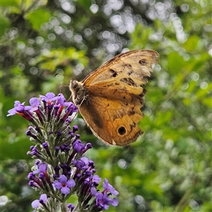 Heteronympha merope at Braidwood, NSW - 15 Jan 2025 04:57 PM