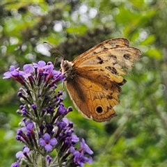 Heteronympha merope at Braidwood, NSW - 15 Jan 2025 04:57 PM