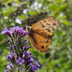 Heteronympha merope at Braidwood, NSW - 15 Jan 2025 04:57 PM