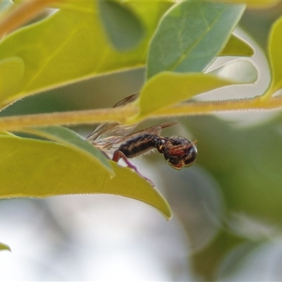 Thynninae (subfamily) (Smooth flower wasp) at Chisholm, ACT - 9 Jan 2025 by RomanSoroka