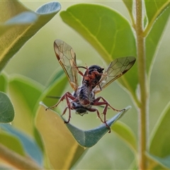 Thynninae (subfamily) at Chisholm, ACT - 9 Jan 2025 04:20 PM