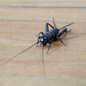 Teleogryllus commodus (Black Field Cricket) at Chisholm, ACT by RomanSoroka