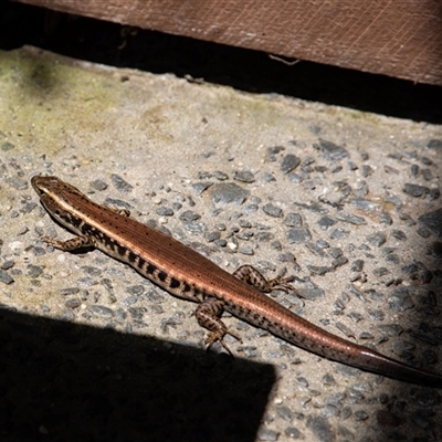 Eulamprus quoyii (Eastern Water Skink) at Knights Hill, NSW - 7 Feb 2023 by AlisonMilton
