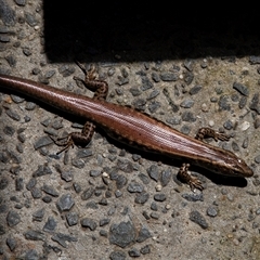 Eulamprus quoyii at Knights Hill, NSW - 7 Feb 2023 11:54 AM