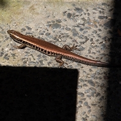 Eulamprus quoyii at Knights Hill, NSW - 7 Feb 2023 11:54 AM