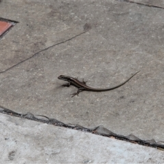 Unidentified Skink at Berkeley, NSW - 7 Feb 2023 by AlisonMilton