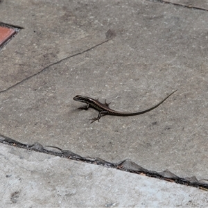 Unidentified Skink at Berkeley, NSW by AlisonMilton