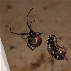 Latrodectus hasselti (Redback Spider) at Downer, ACT - 15 Jan 2025 by RobertD