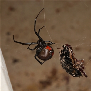 Latrodectus hasselti at Downer, ACT - 15 Jan 2025 04:50 PM