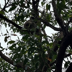 Phascolarctos cinereus (Koala) at Dunbogan, NSW - 3 Jan 2025 by Nette