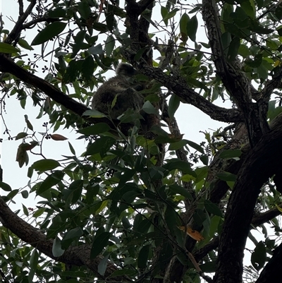 Phascolarctos cinereus (Koala) at Dunbogan, NSW - 3 Jan 2025 by Nette